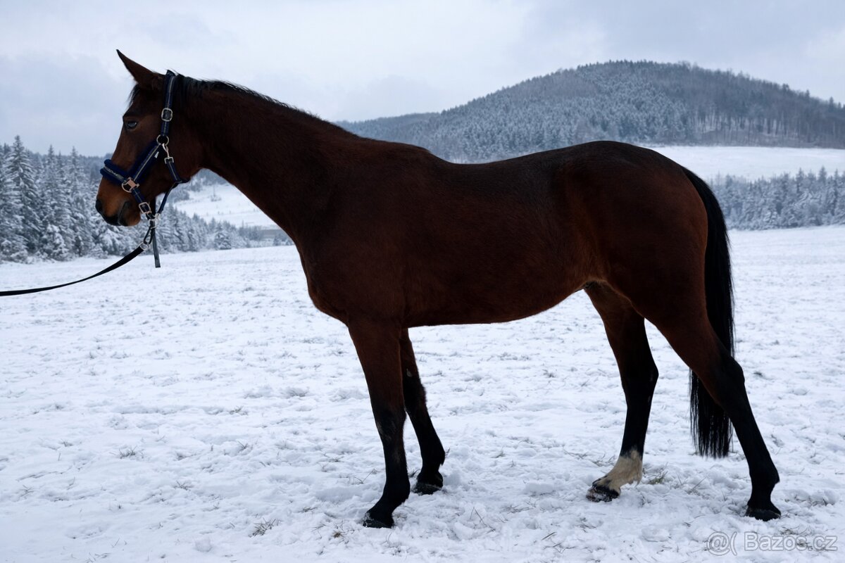 Letos tříletá klisna