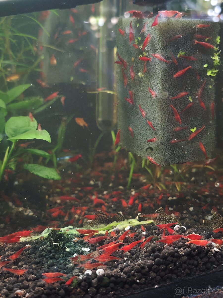 Neocaridina Red Cherry