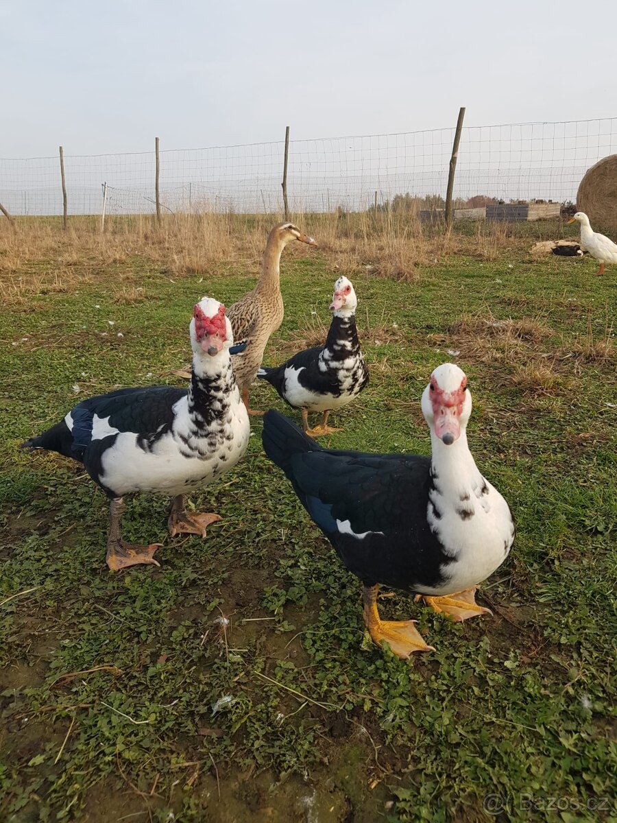 Pižmovka samec do chovu