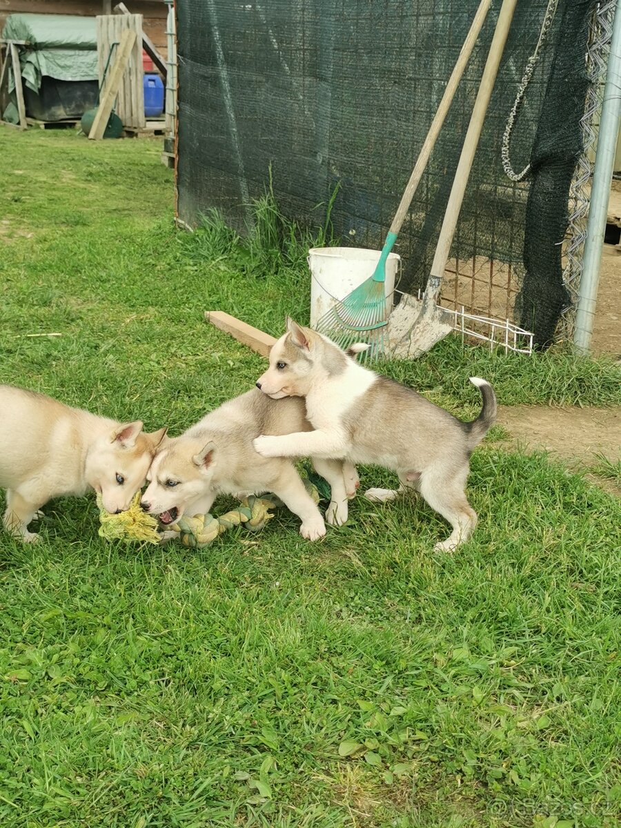 Sibiřský Husky - štěňátka