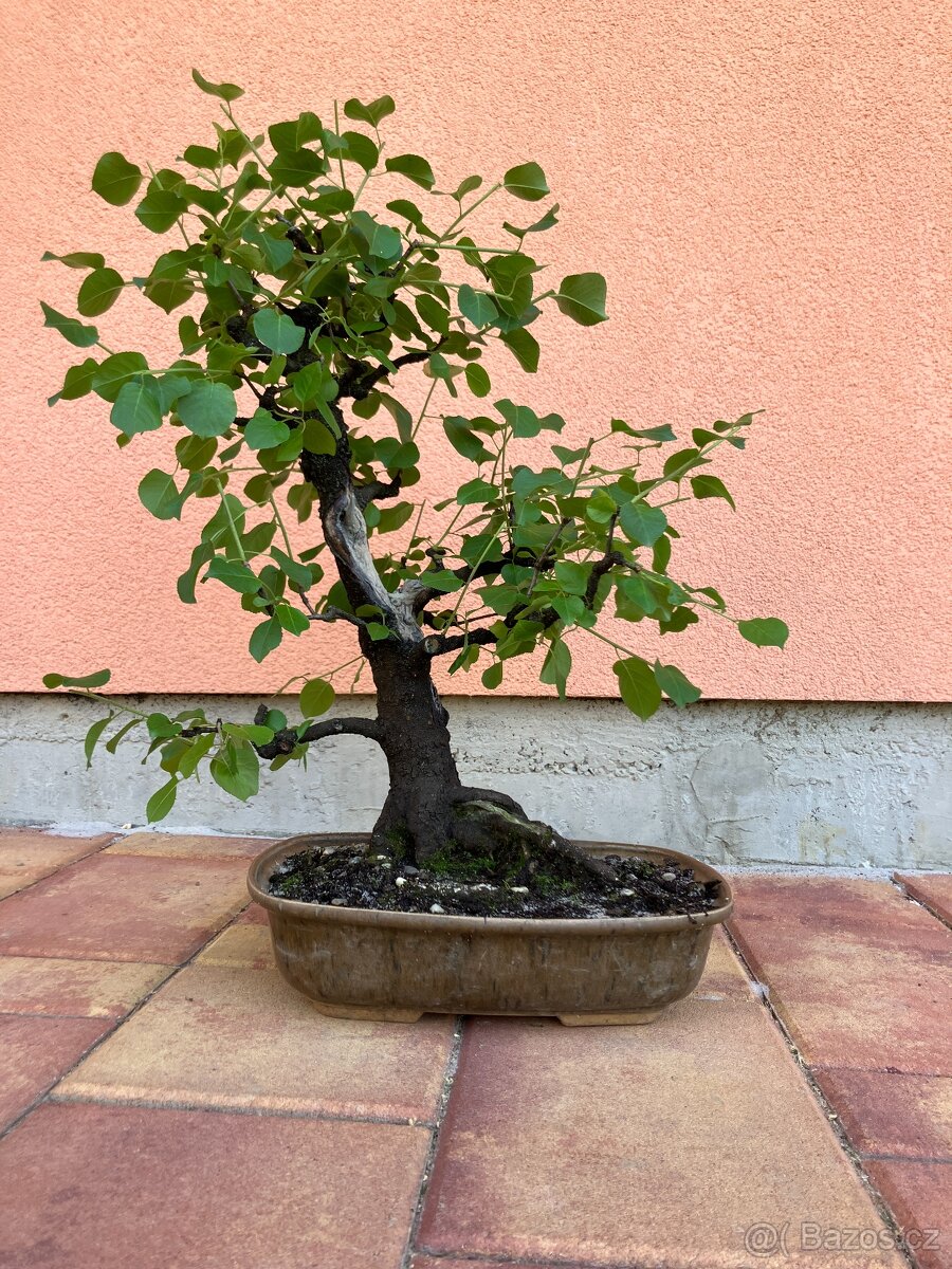 Bonsai, Bonsaj, mahalebka, solitéra