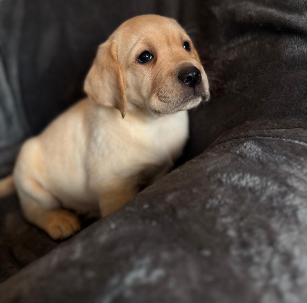 Labrador s PP,tři světlá štěňátka