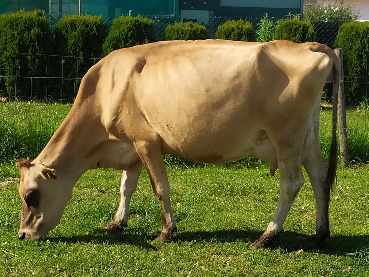 Kráva Jersey