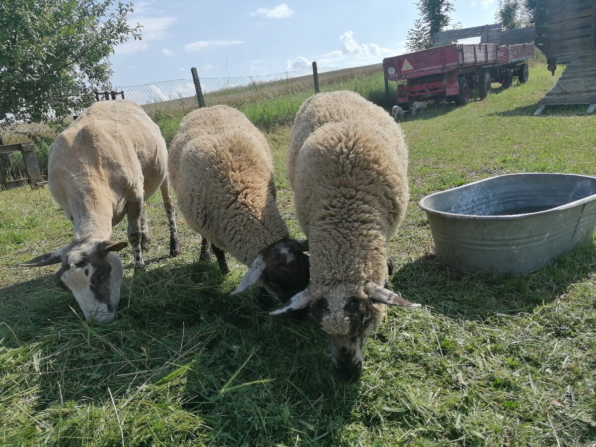 Jehněčí, jehně