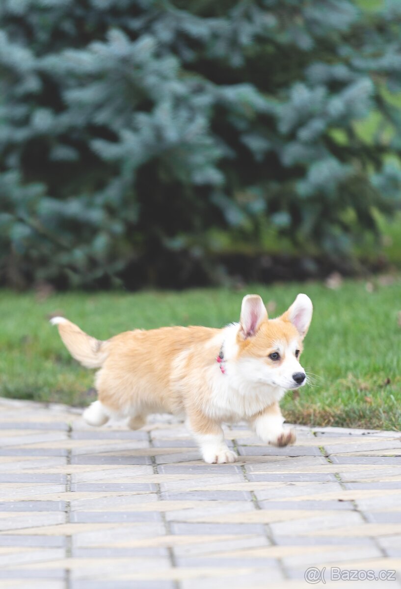 Šteniatko Welsh Corgi Pembroke, psík v rudo-bielom sfarbení