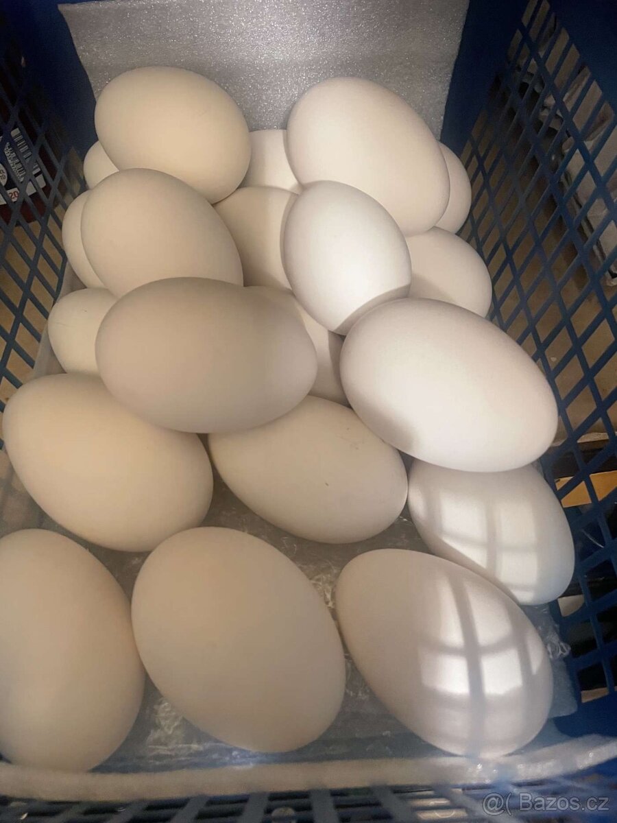 Násadová husí vejce