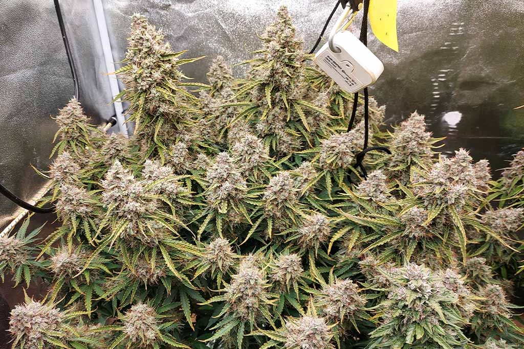Feminizovana semena vybrané selekce, konopí, marihuana