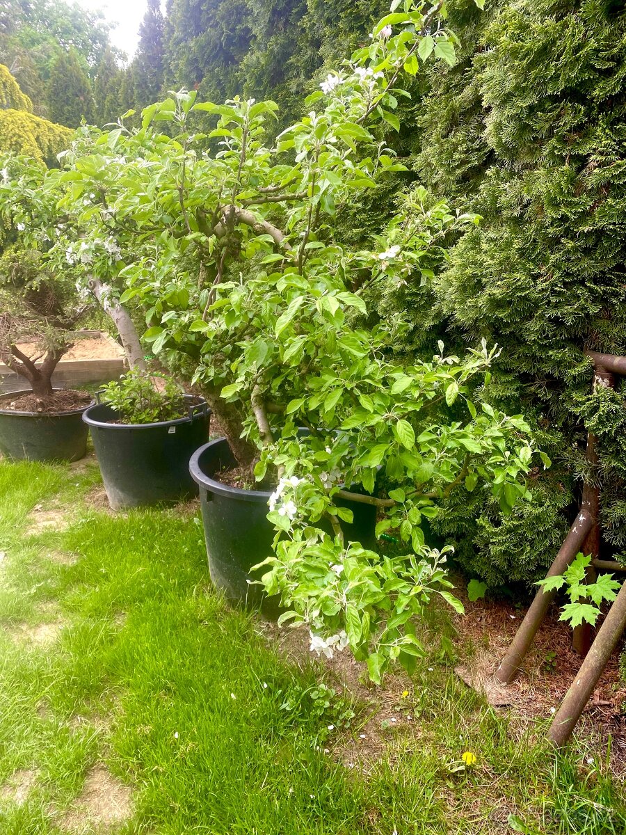 Jabloň bonsai/yamadori