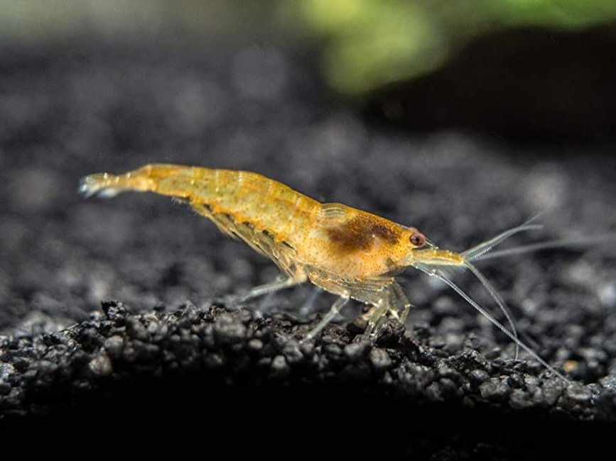 Krevetky - Neocaridina Orange Sakura light