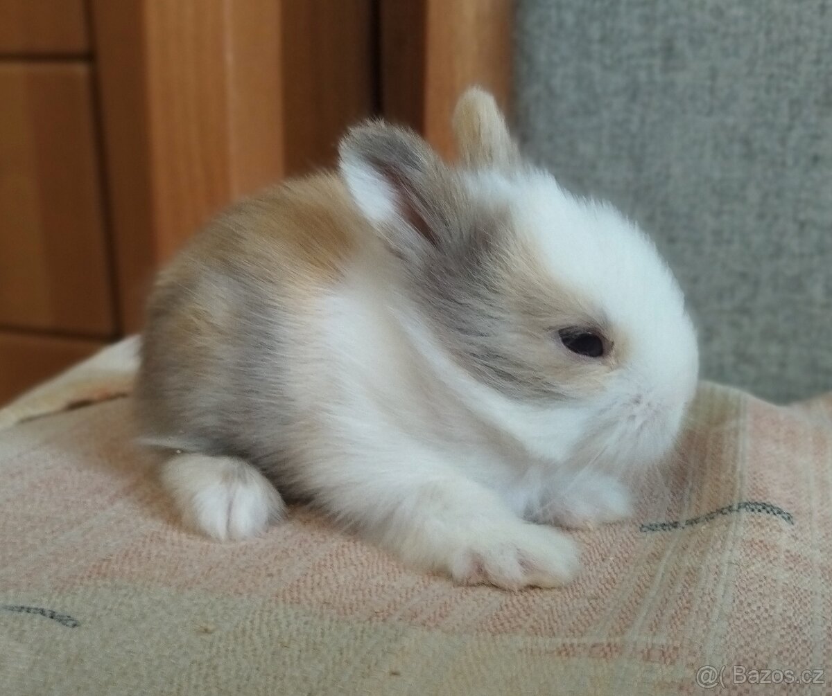 Zakrslý Teddy králík, králíček