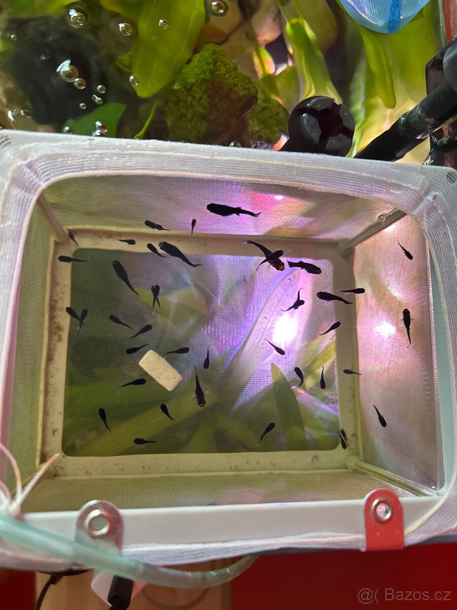 Black Molly ostrotlame