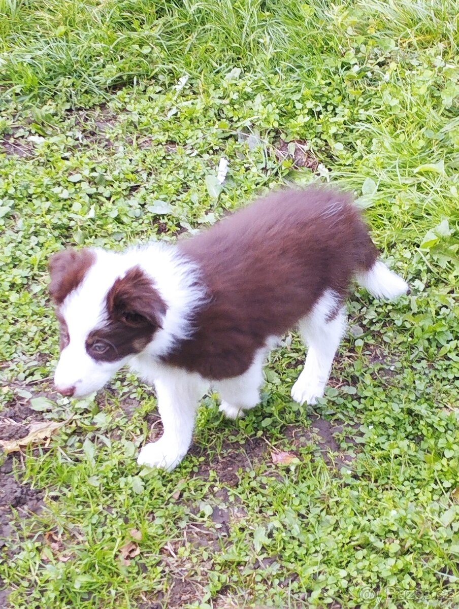 Border kolie