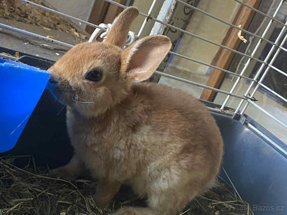 Zakrslý králíček druh Rex krátkosrstý