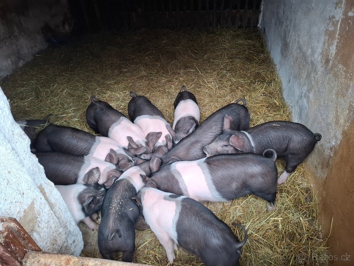 Přeštická černostrakatá selata