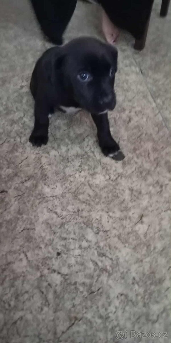 Labradorský retrívr