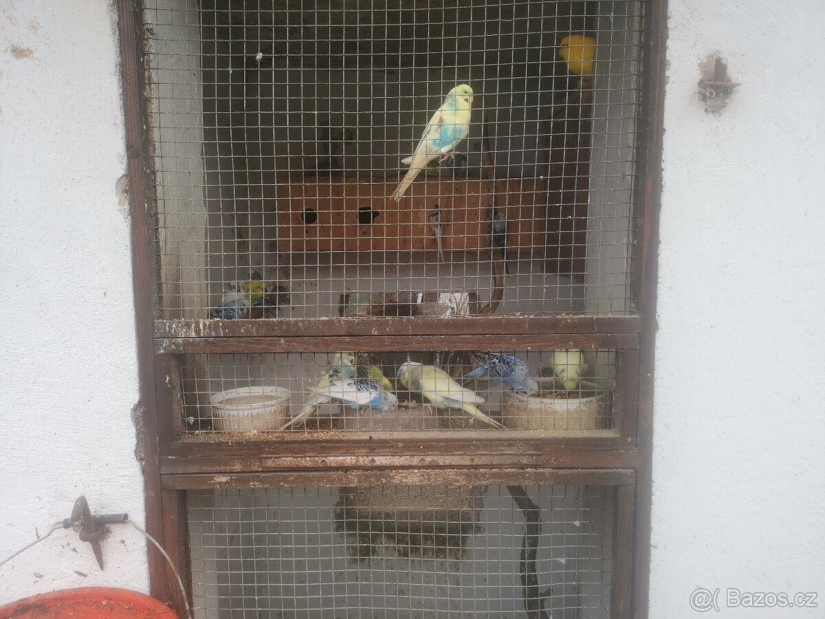 Prodám mladé andulky