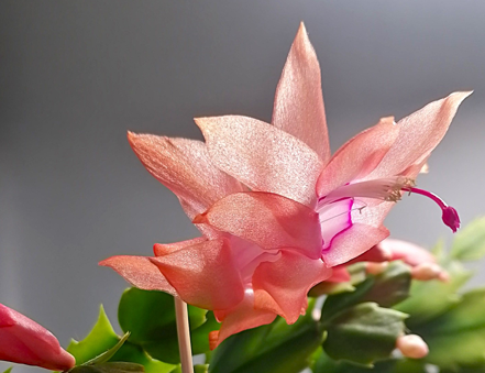 Schlumbergera - Vánoční kaktus: Thor Freya (řízek)