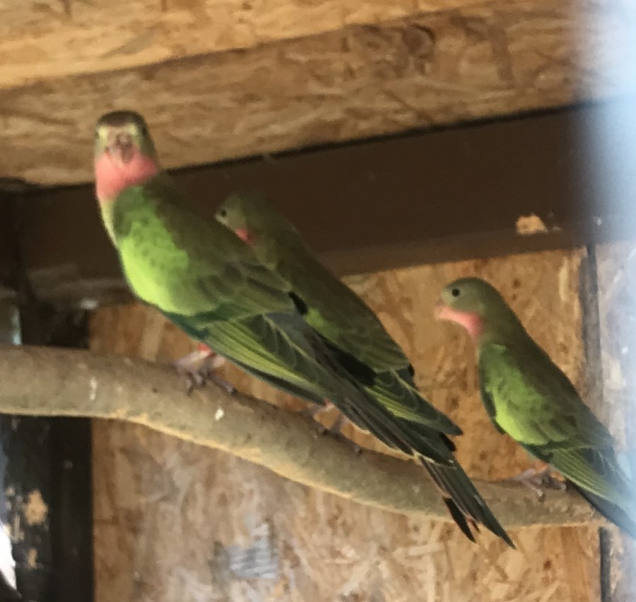 Papoušek Alexandřin