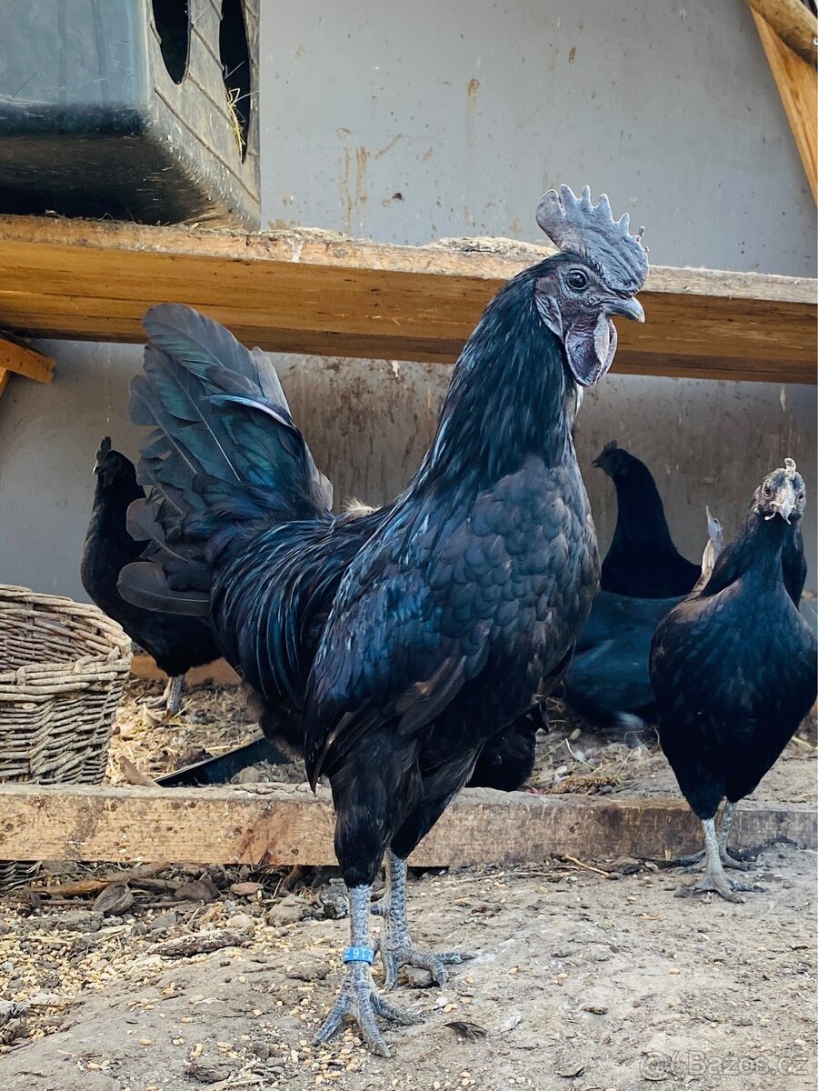 Násadová vejce Ayam cemani