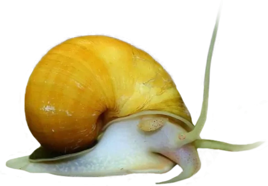 Měchýřovka východní - Ampullaria australis