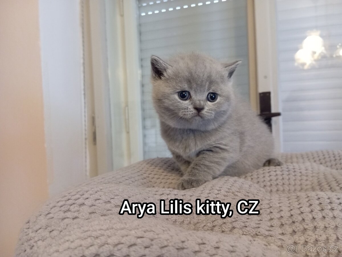 Britská krátkosrstá modrá koťátka s PP