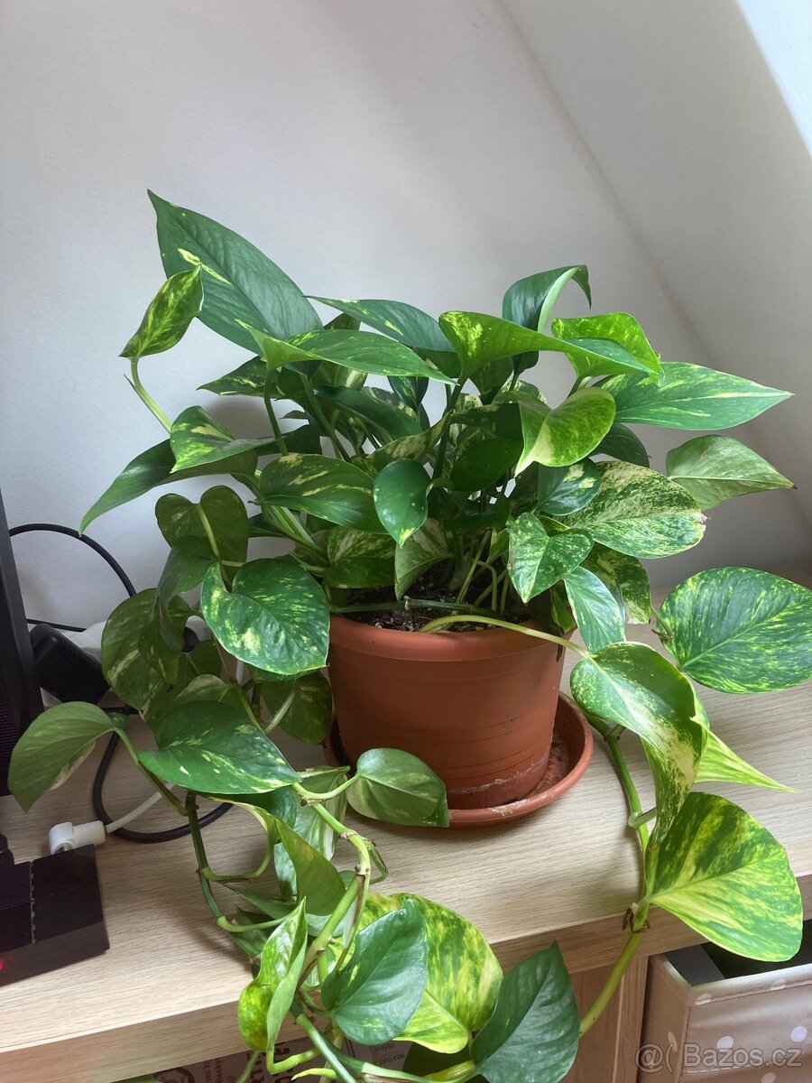 Pokojová rostlina Pothos šplhavnice