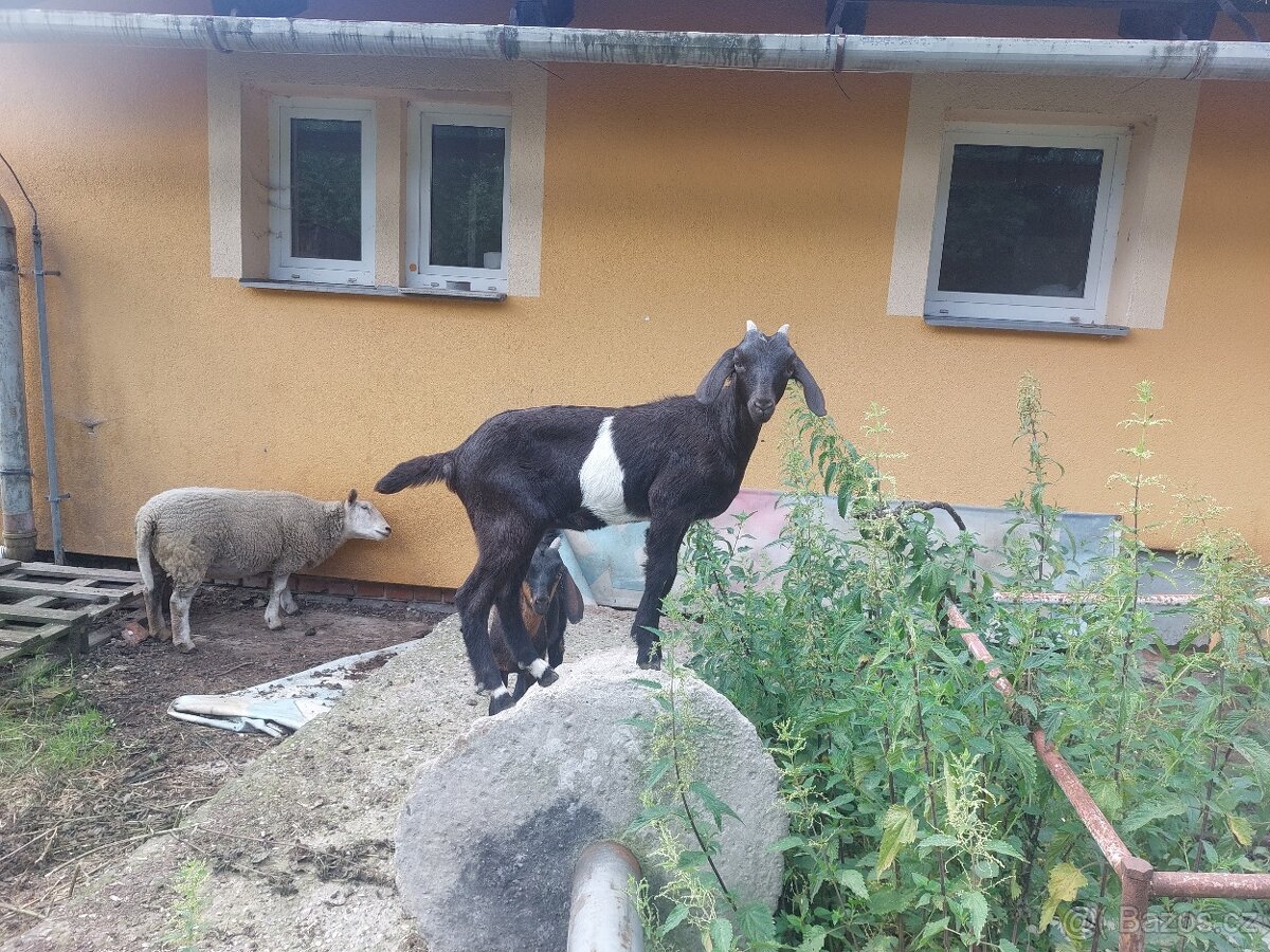 Kozičky,kozlik anglonubijsky