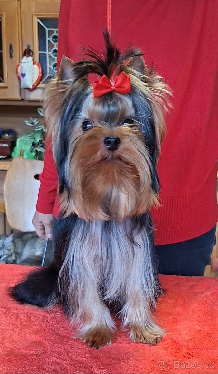 Yorkshire terrier s PP - psík