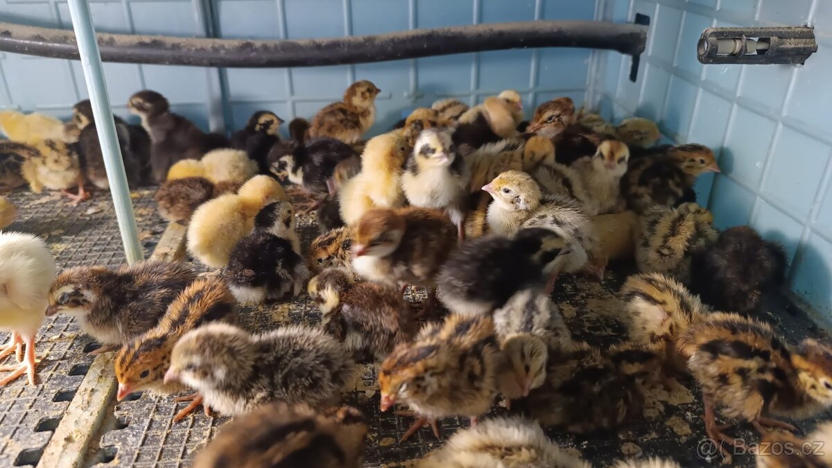 kuřátka křepelky