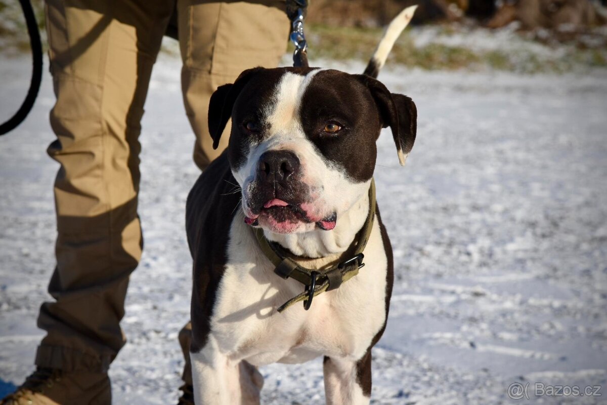 Tyson bull hledá domov