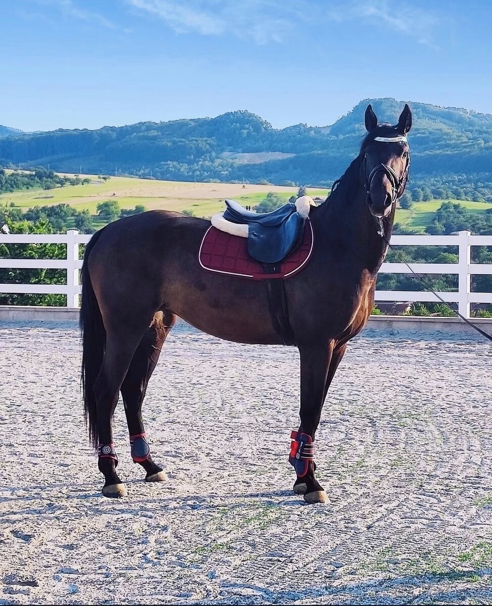 PREDÁM KRÁSNU KOBYLKU DO ŠPORTU