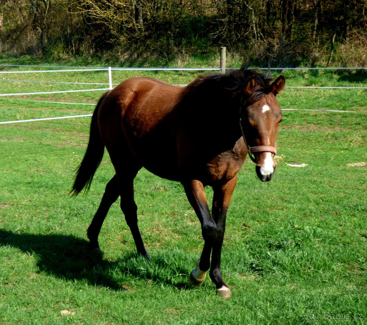 Charakterná QH kobylka