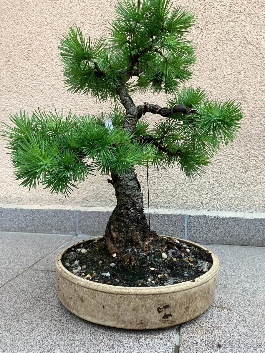 Bonsai, Bonsaj, modřín
