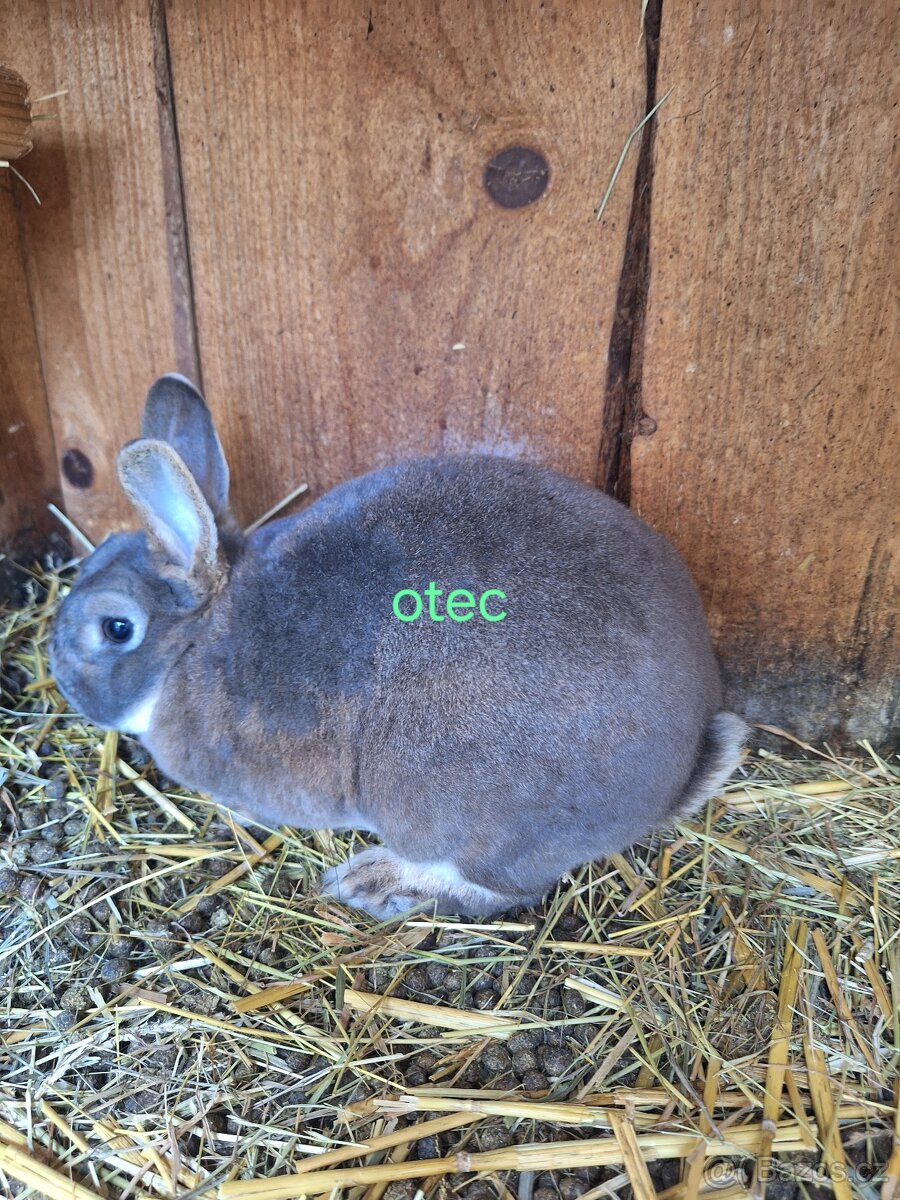 Zakrslý králík kastorex