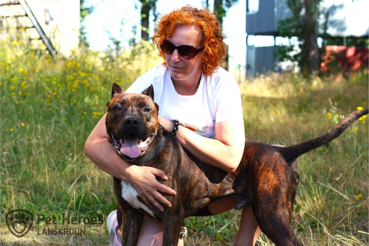 Sorbon - bandog kříženec