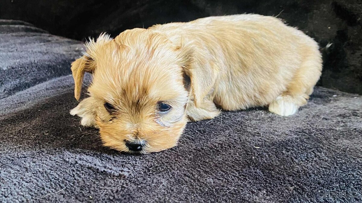 Yorkšírský teriér, Yorkshire, Biewer