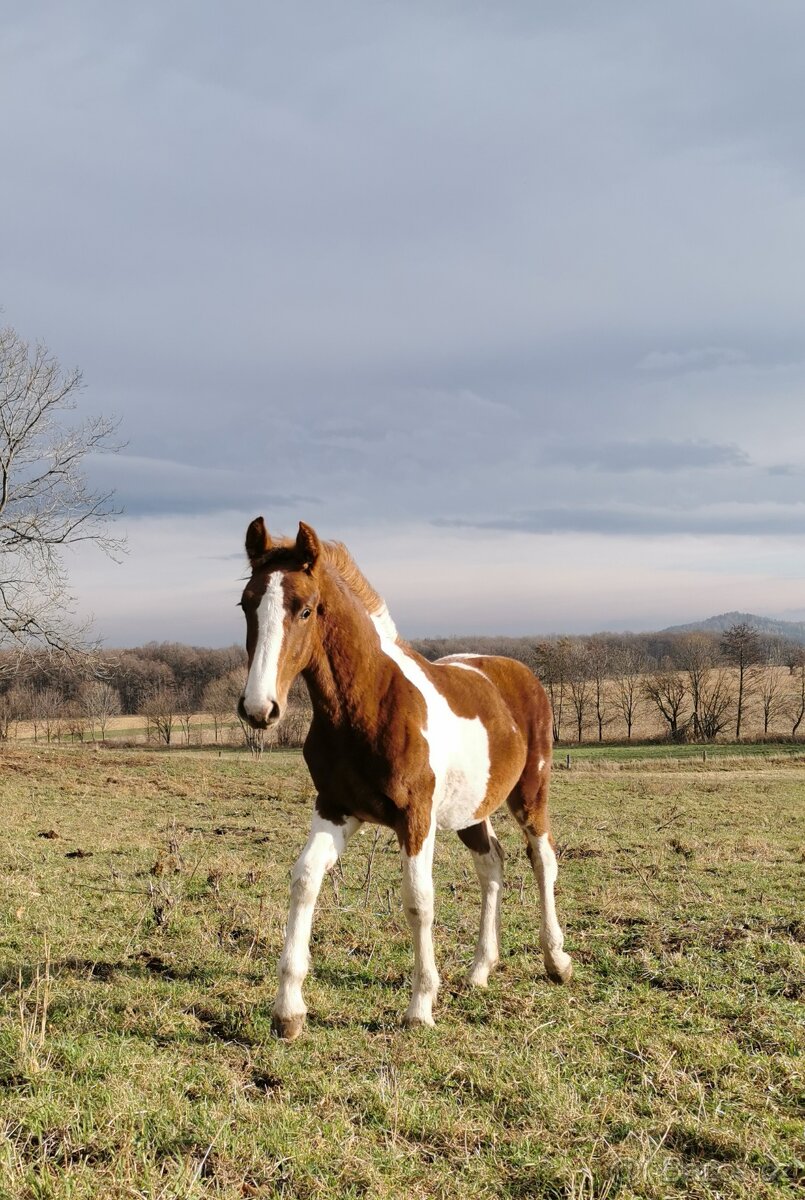 Letošní hříbata po barokním hřebci Bonte Monte