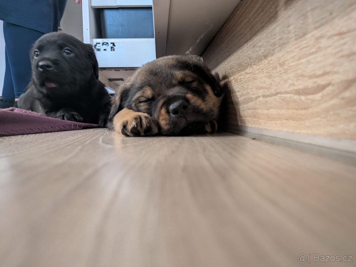 Štěňátka rotvajler x černý pes atletické postavy