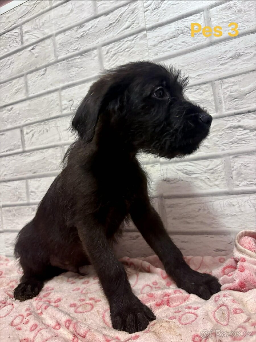 Štěňata kříženec