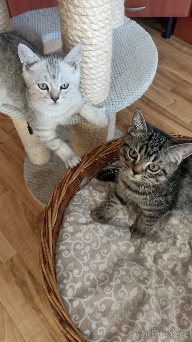 Britská koťátka s PP