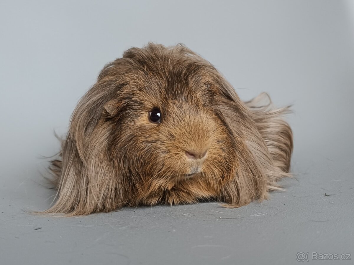 Dlouhosrsté morče - šeltie