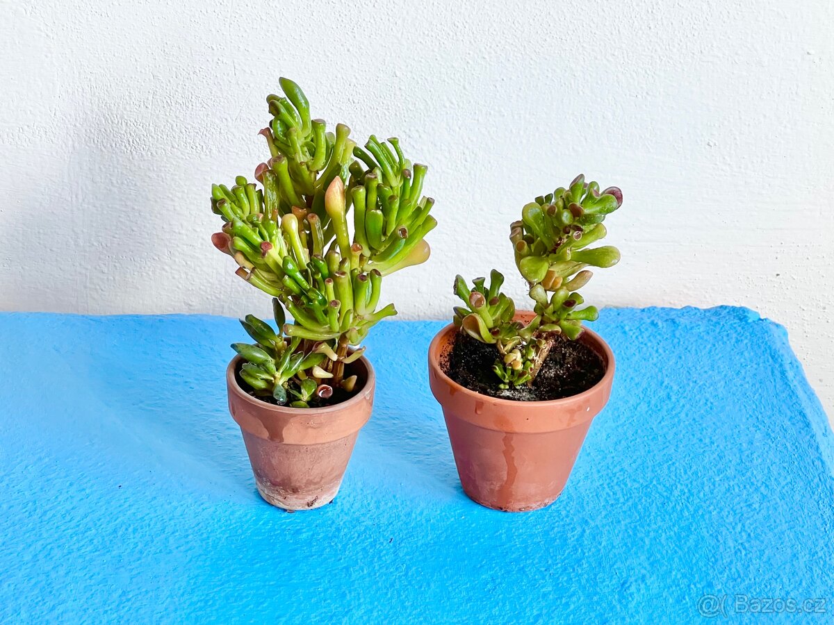 Tlustice Crassula ovata Gollum pokojova rostlina pokojovka