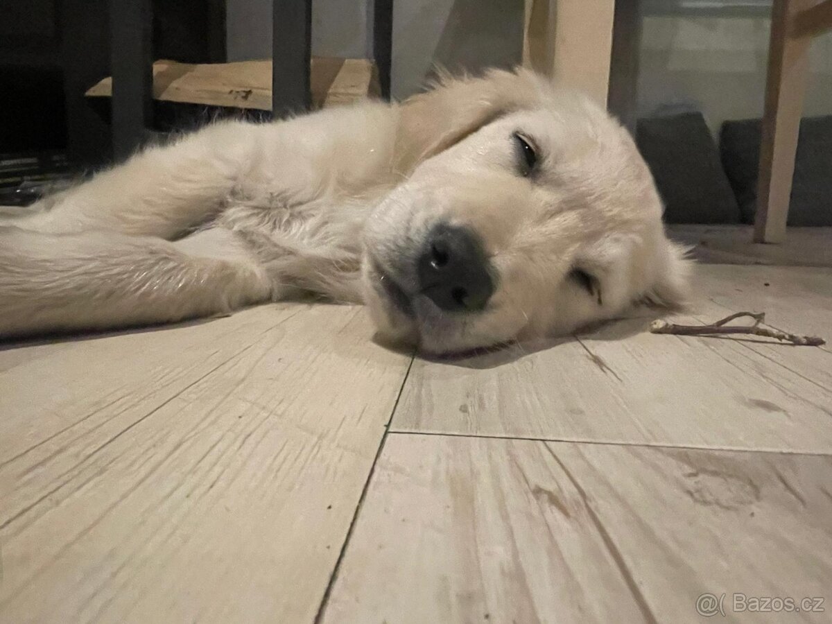 Zlatý retrívr poslední štěňátko🐶