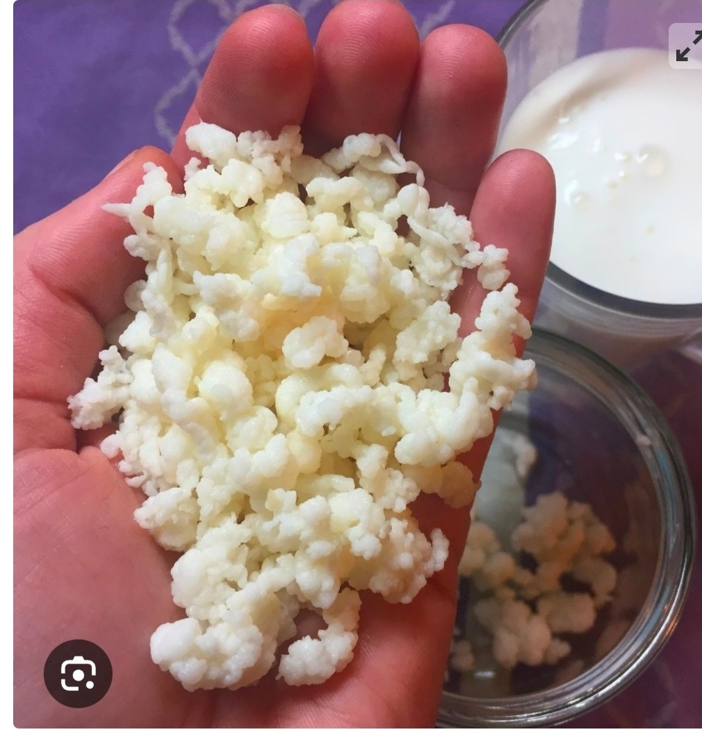 Mléčná Tibetská kefírová houba