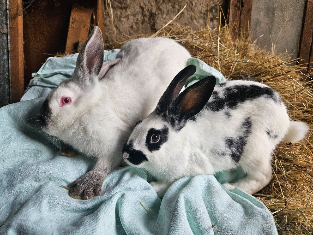 Králík