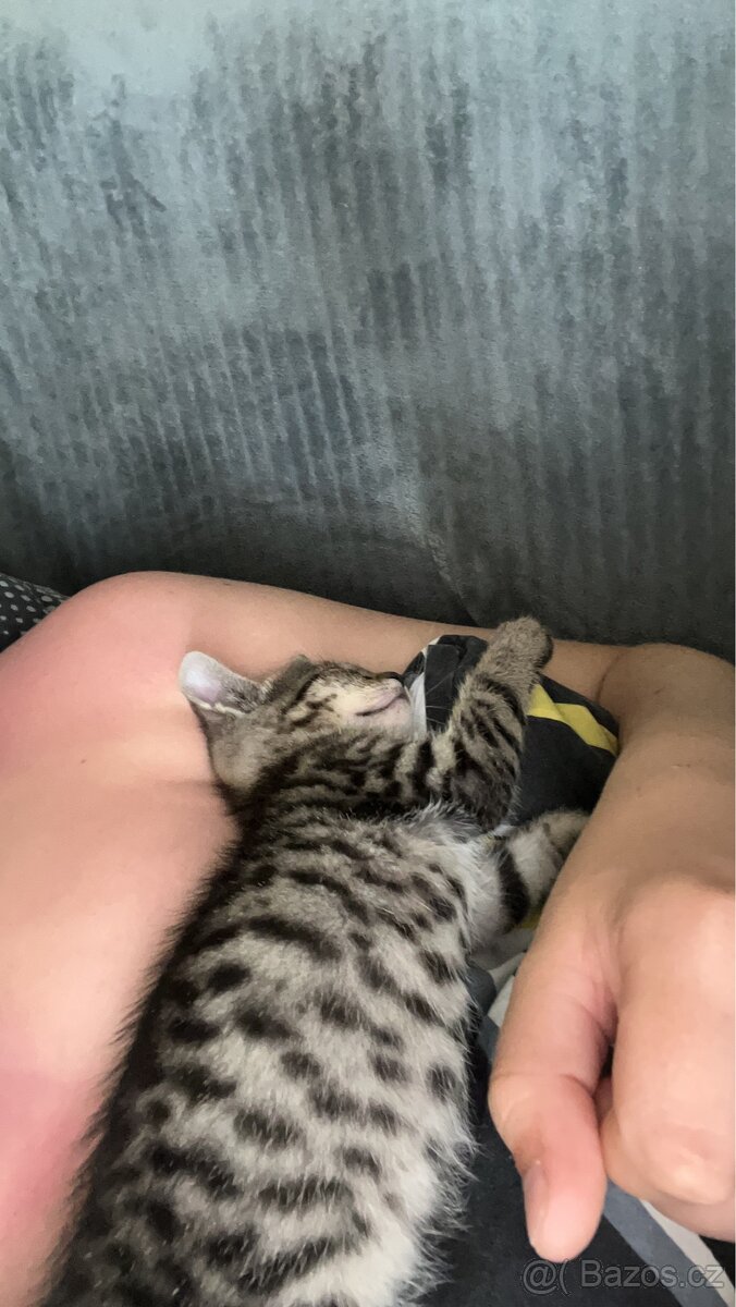 Kote