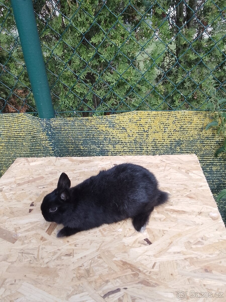 Zakrslý černý