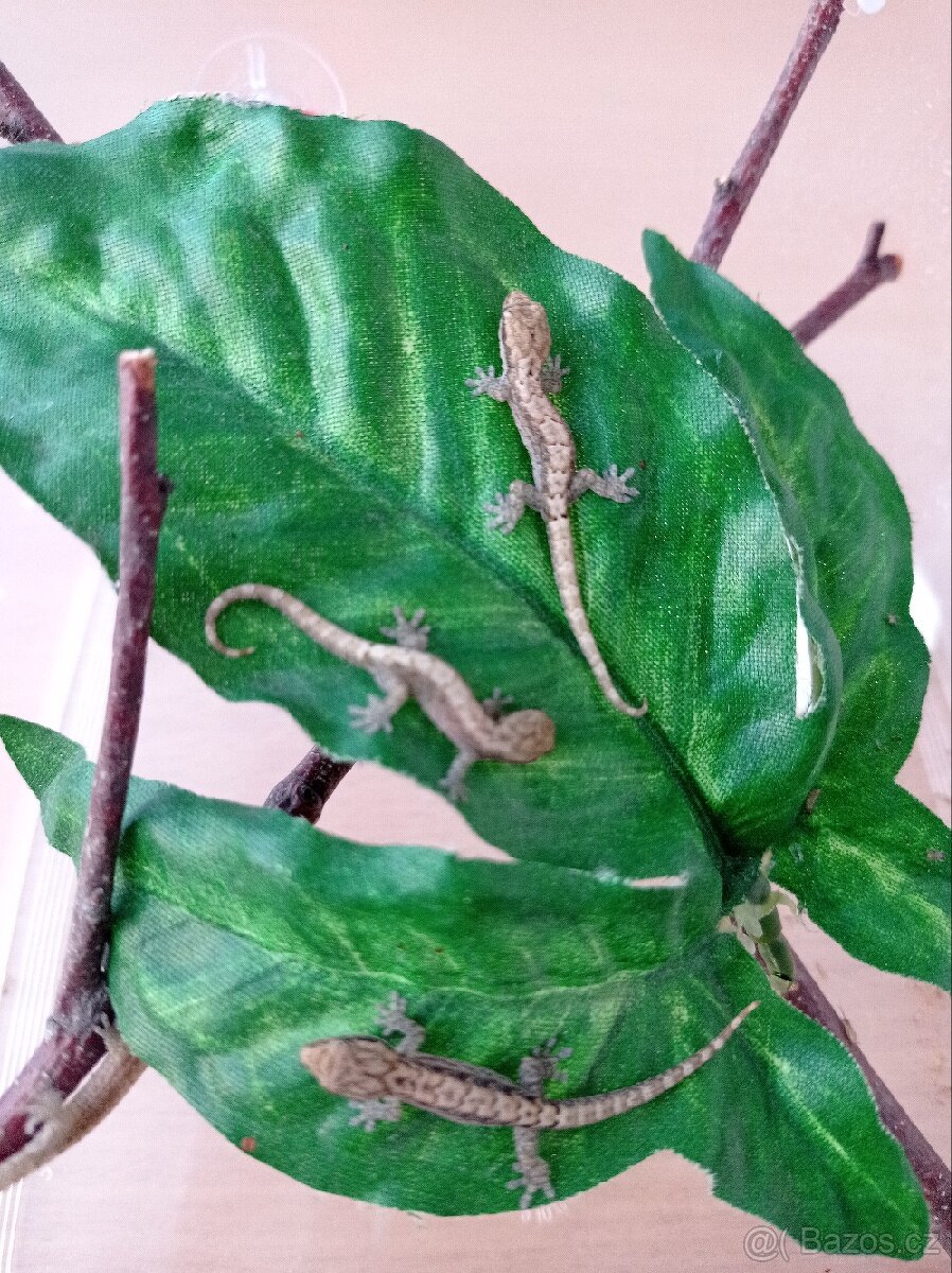 Lepidodactylus lugubris - Gekon panenský