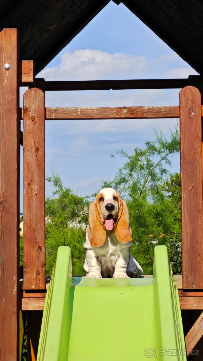 BASSET HOUND