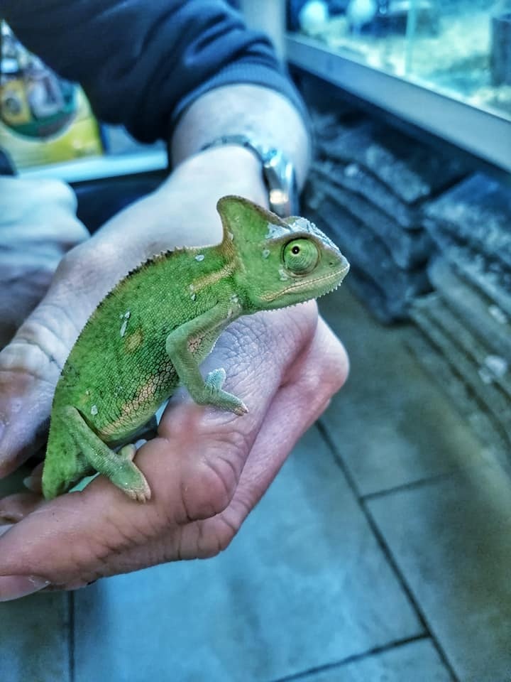 chameleon jemenský samci